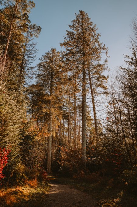 A tall pine forest with golden autumn foliage viewed from a low angle along a dirt path, under a clear blue sky.