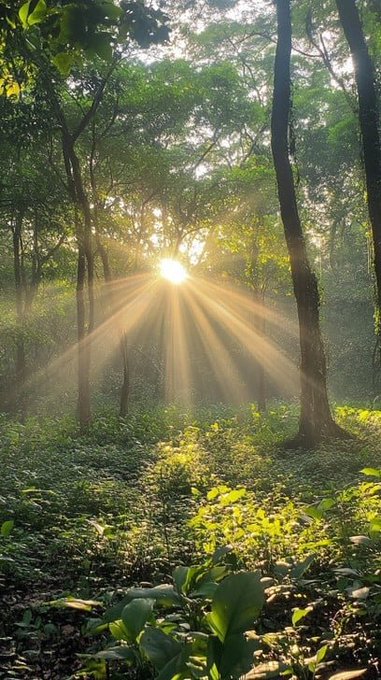 Golden sunbeams pierce through a lush forest canopy, casting radiant light across the vibrant green undergrowth as morning breaks through the trees. This serene sunrise scene captures the peaceful "GM" (good morning) energy of the post, complementing the upbeat message about being back and sticking with @clashoAi for the day.