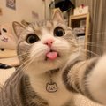A close-up of a curious tabby cat with its tongue sticking out, wearing a small collar tag. The image humorously represents the cat as the "owner" or personality behind the social media account, playfully suggesting this is the face behind the posts.