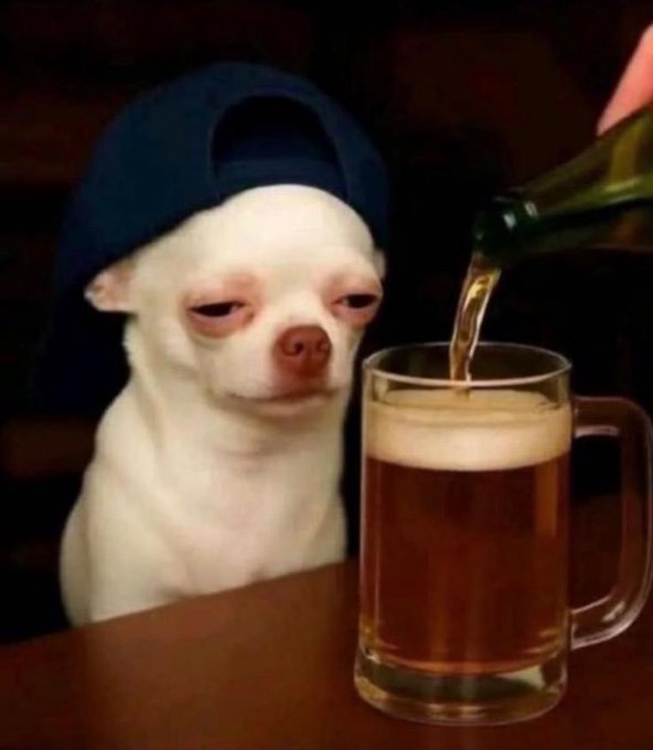 A white Chihuahua wearing a blue baseball cap backward sits at a wooden table next to a glass mug being filled with beer from a green bottle.