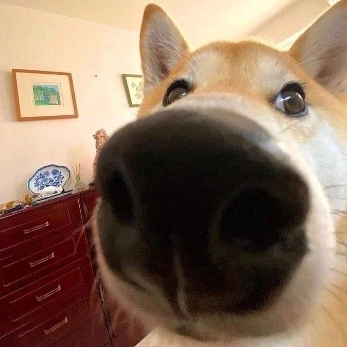 A close-up selfie of a Shiba Inu dog with its nose prominently filling the foreground, taken in a room with framed pictures and a dark wooden dresser visible in the background.