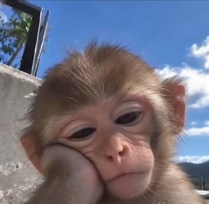 A close-up photograph of a young monkey with light brown fur, looking thoughtfully off to the side against a bright blue sky with scattered clouds.