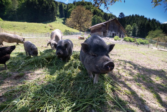 Several pigs, including a black one in the foreground, eating greens in a farm setting with a wooden barn and mountains in the background.