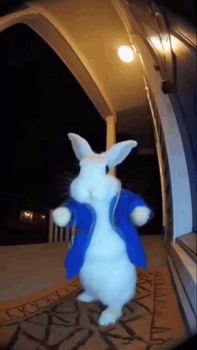 The image features a white rabbit dressed as Peter Rabbit, standing on its hind legs with arms outstretched, wearing a blue jacket and holding a cane. The rabbit appears to be dancing or performing some action, possibly mimicking the character from "Peter Pan".