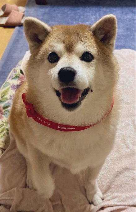 A content-looking Shiba Inu (#柴犬) sits on a pink blanket wearing a red collar with "BOURBON RICH" and Japanese characters printed on it, likely enjoying a hard gummy treat from its owner's bag.