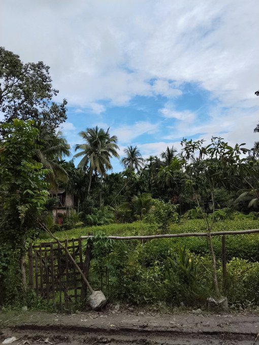A tropical landscape features a bamboo fence and a wooden gate overlooking a tea garden, with palm trees and a small house in the background under a cloudy blue sky.