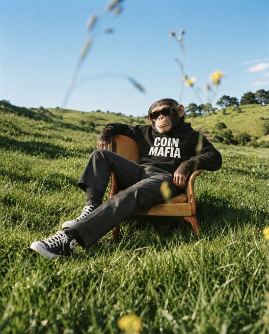 A chimpanzee dressed in sunglasses, a black hoodie reading 'COIN MAFIA', gray pants, and black Converse sneakers lounges in a wooden chair in a grassy field.