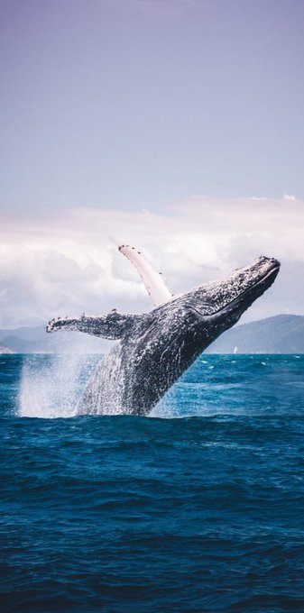A massive humpback whale breaches dramatically out of the ocean, mirroring the crypto "whale" wallets that have finally stirred after 8 years of holding their $150M Ethereum gains.