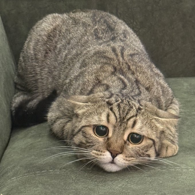 A tabby Scottish Fold cat with folded ears lies curled up on a green couch, staring at the camera with wide eyes.