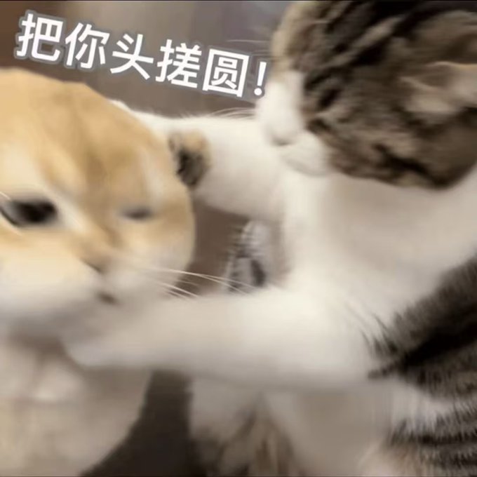 A blurry close-up photo of two cats (one orange, one tabby and white) appearing to fight, with Chinese text '把你头搓圆!' overlaid at the top.