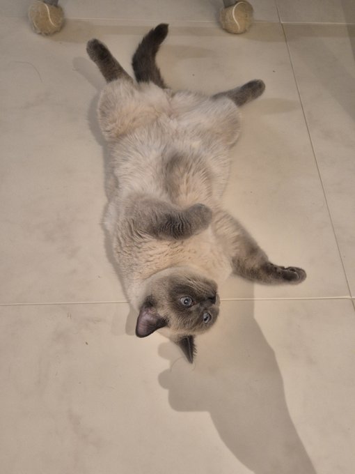 A Siamese cat with blue eyes lies playfully on its back on a tiled floor next to two tennis balls.
