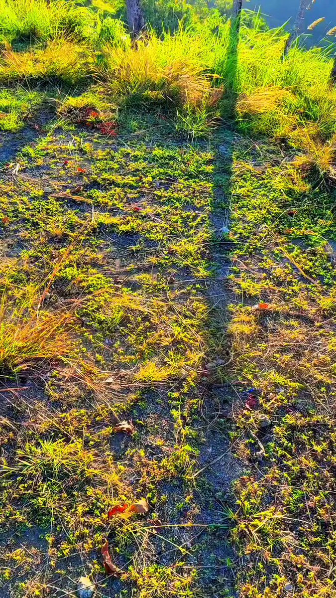 The image shows a grassy area with some plants and trees visible. The photo has been edited to include text that reads "Good morning Sending encouragement to those who just hit pause. Don't let a temporary state make you forget why you started. Payout is the reward. Skills, relationships, and new opportunities are the assets". This message seems to be related to the post about playing video games or watching TV. The image has been edited with the focus on the content of the post rather than the actual scene in front of it.

The photo's background features a tree trunk and some grassy areas, which adds depth to the image.
