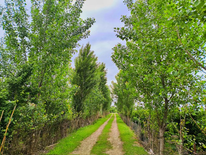 The image shows a dirt road surrounded by trees, with a cloudy sky above. The path appears to be empty at the moment, creating an atmosphere of tranquility and peace. The caption reads "Good morning GM fam happy new week", which suggests that the photo was taken during the early hours of the week when people are just starting their day.

The image also contains some text about a post on social media, possibly related to the content in the picture or an event happening around it.