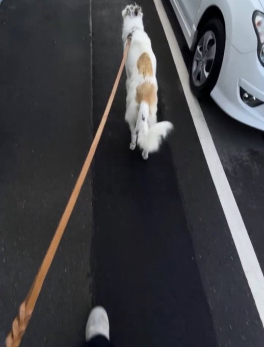 A video still showing a small white and tan dog being walked on a long tan leash down a street next to a parked white car, with the walker's foot visible at the bottom.