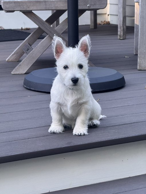 A fluffy white Westie puppy named Seamus sits adorably on a wooden deck, looking up with a serious expression that matches his concerned "commentary" about inflation driving up the cost of kibble and yogurt, while Dad stays calm knowing he's hedged with gold and bitcoin.