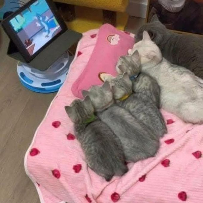 Four cats are lined up on a pink strawberry-patterned blanket, watching a video on a propped-up iPad. The post's "last code?" is a playful reference to the cats being stacked in a neat row, like a sequence of code waiting to be executed.