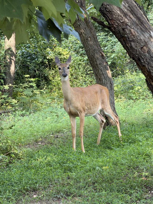 A deer with small antlers stands alert in a grassy wooded area, looking directly at the camera with green foliage and tree trunks in the background.