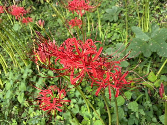 A cluster of bright red spider lilies in full bloom surrounded by green foliage.