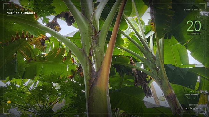 A tropical scene looking up at a banana tree surrounded by lush green leaves, with overlay text including 'Day 20', 'verified outdoors', and 'top 5% - touch grass'.