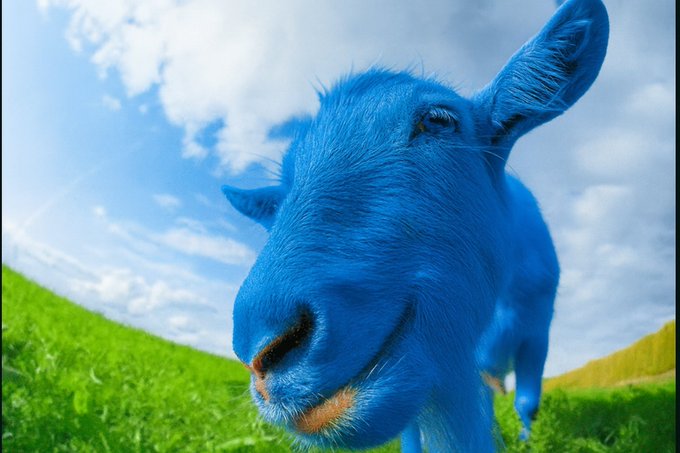 A bright blue sheep leans into the camera for an extreme close-up, standing in a green grassy field under a partly cloudy sky. The surreal, vibrantly dyed animal visually captures the "Proof Of Weekend" theme, symbolizing a bold, carefree start to the weekend.