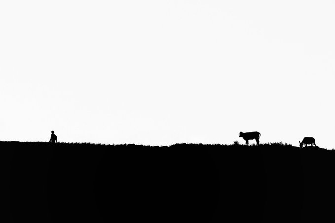 A minimalist silhouette photograph showing a small figure of a person standing on a hillside with two cows grazing in the distance against a stark white sky.