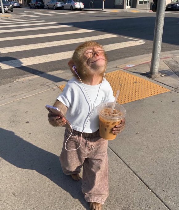 A digitally manipulated image of a monkey wearing a white t-shirt and brown pants, standing on a sidewalk holding an iced coffee and a smartphone with wired earphones.