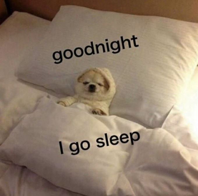A sleepy puppy tucked into a pillow with the caption "goodnight I go sleep," matching the post's "Good night everyone" sign-off and reinforcing its cozy, end-of-day tone.