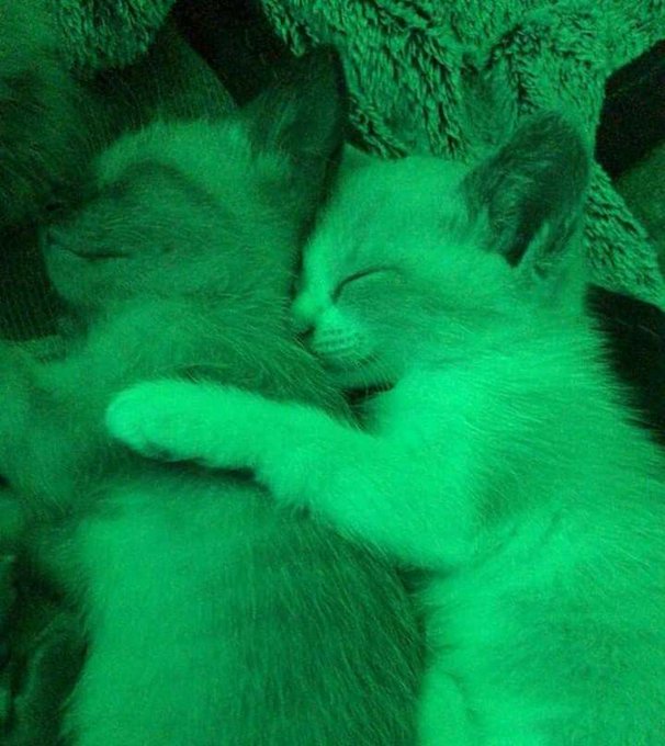 Two kittens are shown sleeping close together in a close-up view, with the image rendered in a green-tinted night vision style.