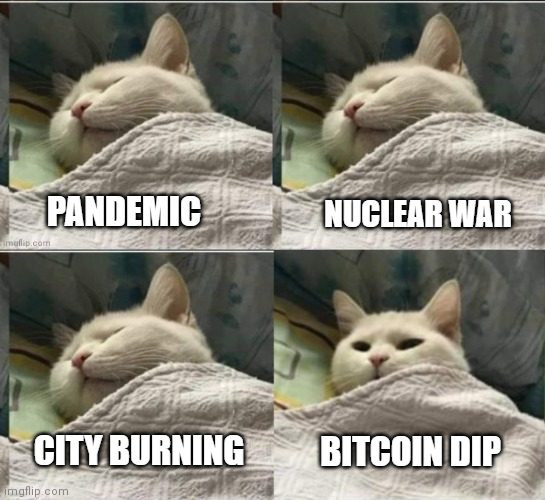 A four-panel meme uses a picture of a sleeping white cat with the labels 'PANDEMIC', 'NUCLEAR WAR', 'CITY BURNING', and 'BITCOIN DIP', showing the cat with its eyes open in the last panel.