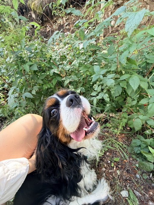 A happy Cavalier King Charles Spaniel with its tongue out, being petted by a person outdoors with green foliage in the background.