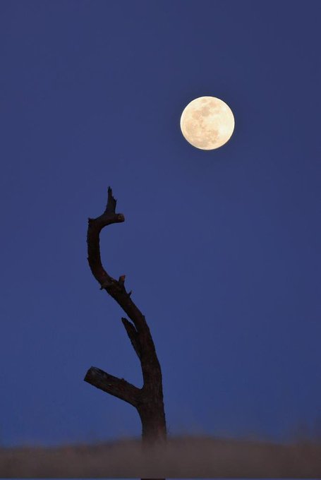 A nighttime photograph showing a full moon in a deep blue sky above the silhouette of a bare, forked tree branch.