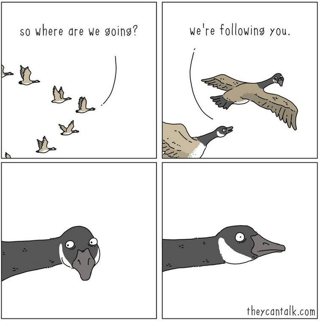 A four-panel comic showing Canada geese in flight with the text 'so where are we going? we're following you.' by theycantalk.com.
