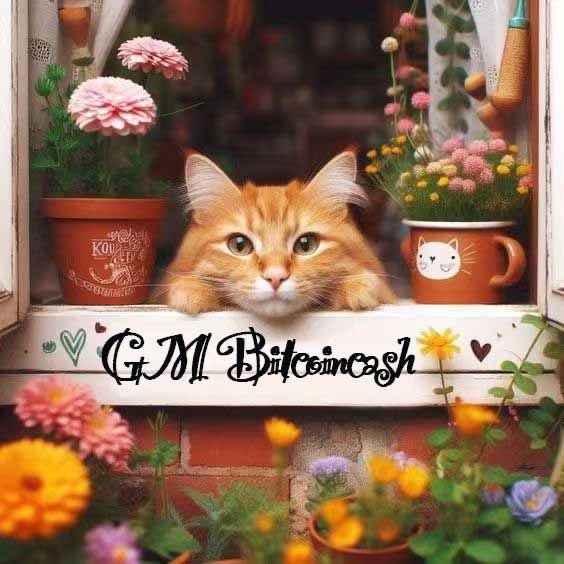A digitally illustrated scene of an orange tabby kitten peeking out of a window framed by potted flowers (pink chrysanthemums, yellow blooms), with the handwritten text 'GM Bitcoincash' and small green hearts along the windowsill.
