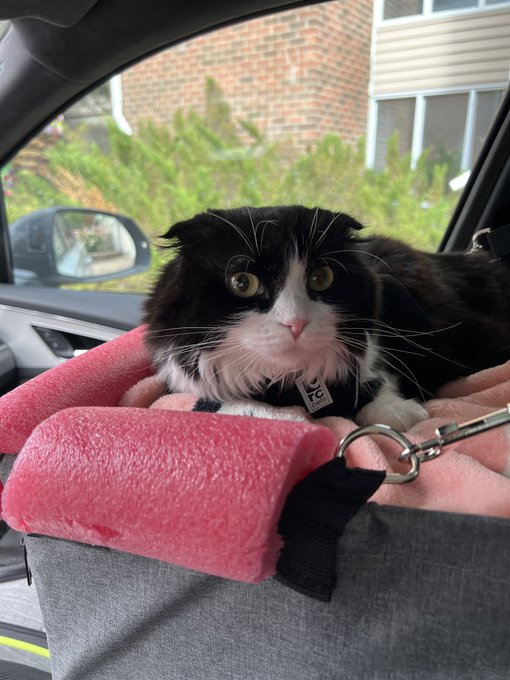 A fluffy black and white cat rests comfortably in a pink fleece carrier inside a car, wearing a collar with a "TC" tag, looking calmly out the window. The cat's relaxed yet alert demeanor mirrors the post's message about maintaining a positive attitude to shape the day—starting it off with quiet contentment rather than stress.