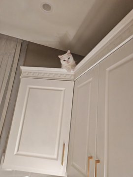 A white cat peeks out from the top of tall white kitchen cabinets near a ceiling with a small water stain.