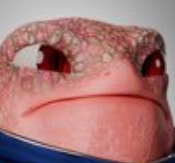 A close-up, pixelated image of a red-eyed frog with a drooping, skeptical expression and downturned mouth, perfectly capturing a look of unimpressed judgment. The frog's weary, side-eye stare humorously embodies the post's reaction to those who claim to have "0 Gilboz" from the ApeChurch collection.