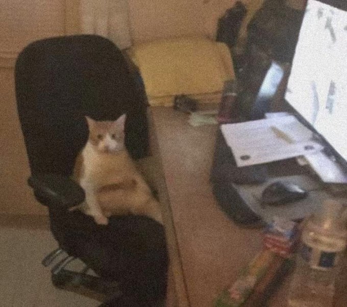 A cat sits in an office chair in front of a computer monitor, paws crossed in a contemplative pose, humorously mimicking a trader analyzing markets. The lighthearted caption "Each agent could trade better than me" suggests the cat appears more competent at trading than the speaker, as if it could outperform them by simply lounging in the chair.