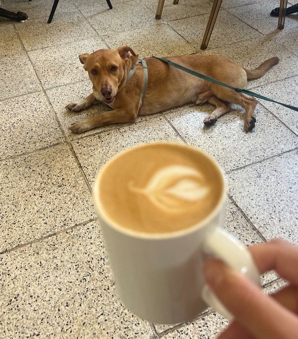 A tan dog lying on a tiled floor while a hand holds up a latte with leaf-shaped latte art in the foreground.