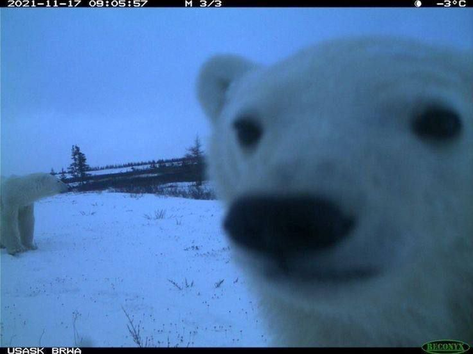 A trail camera photo from USASK BRWA dated 2021-11-17 at 09:05:57 showing -3°C, with a curious polar bear approaching the camera in close-up while another polar bear is visible in the background of the snowy landscape.