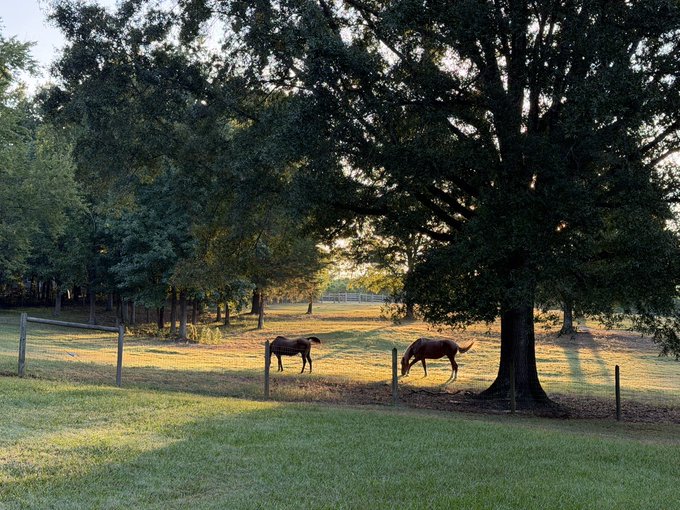 Two dogs in a grassy park shaded by large trees during golden hour, with one dog standing alert and the other grazing near a wooden fence.