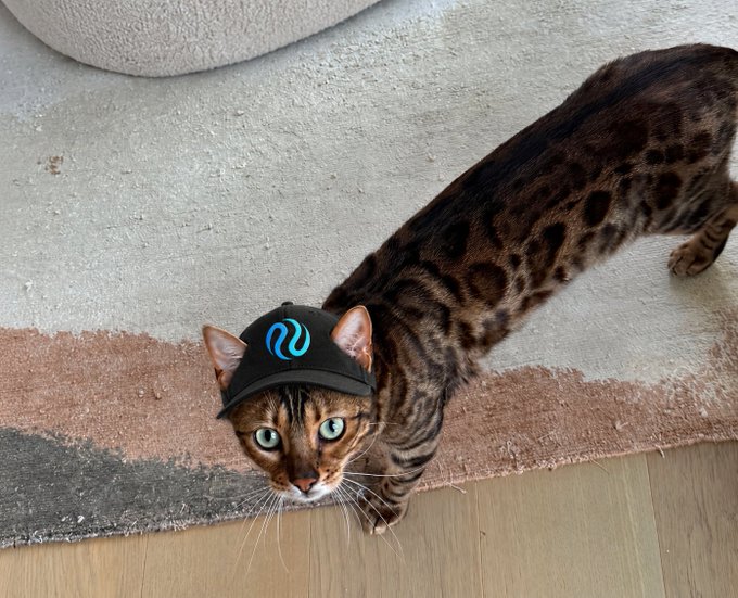 A Bengal cat with spotted and striped markings looks up at the camera while wearing a small black cap featuring a blue logo, standing on a beige and brown rug.