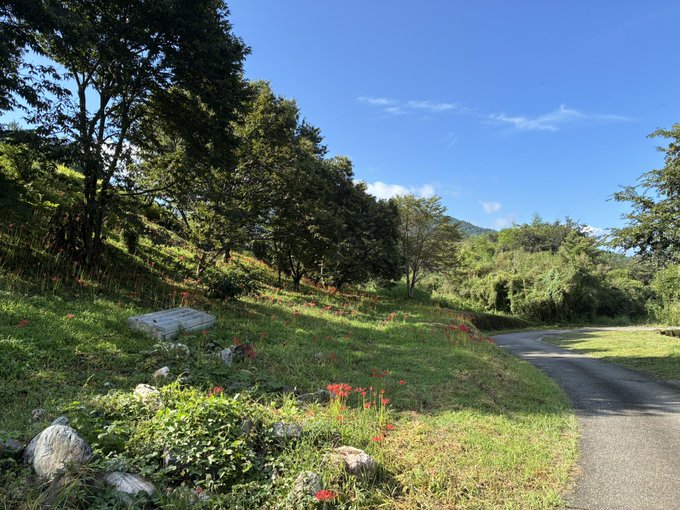 A serene landscape featuring a paved path winding through a grassy hillside dotted with red spider lilies and trees under a blue sky.