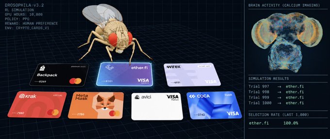 A digital interface showing a fruit fly simulation labeled 'DROSOPHILA v3.2' above various crypto credit cards (Backpack, ether.fi, wirex, krak, MetaMask, avlcl, COCA) with brain activity imaging data on the right.