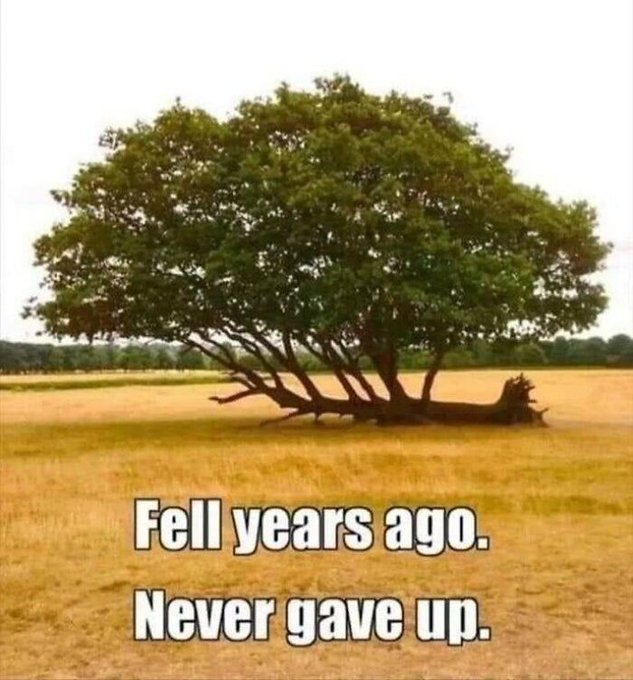 A large tree growing horizontally in a field with the text 'Fell years ago. Never gave up.'