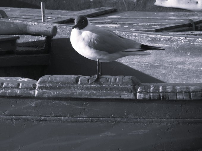 A black-and-white photograph of a seagull with a dark head standing on a wooden dock or pier, with weathered planks and a dark wall in the background.