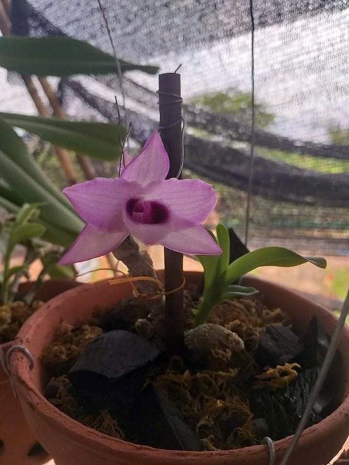 A delicate pink orchid blooms in a terracotta pot filled with moss and charcoal, supported by a wooden stake beneath a shaded canopy. The flower's quiet beauty contrasts with the post's ironic commentary on the endless "buy-buy-sell-sell" cycle of crypto investors, who—like the orchid's solitary bloom—often end up with little to show despite their efforts.