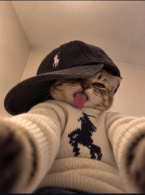 A cat dressed in a white knit Ralph Lauren sweater and a black baseball cap sticks out its tongue for a selfie.