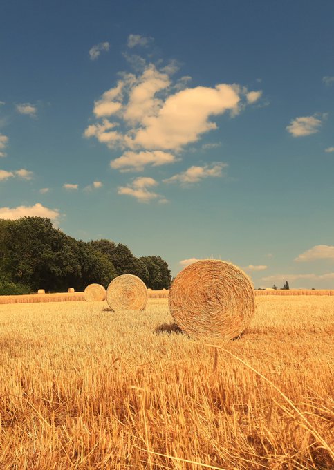 A golden field of harvested wheat features large round hay bales resting under a bright blue sky with scattered clouds, capturing the peaceful "Summertime" atmosphere described in the text.