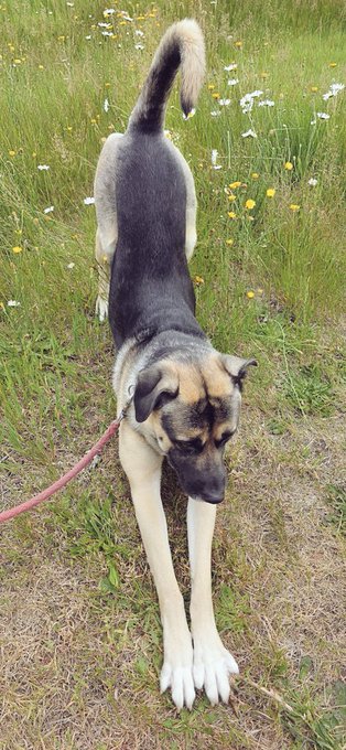 A black and tan dog with a curled tail is doing a playful downward dog stretch on a grassy meadow scattered with daisies and buttercups, attached to a red leash. The image captures the kind of outdoor dog-walking scenario that the ScoopUp app promotes, where users earn B3TR rewards on VeBetterDAO for cleaning up after their pets.