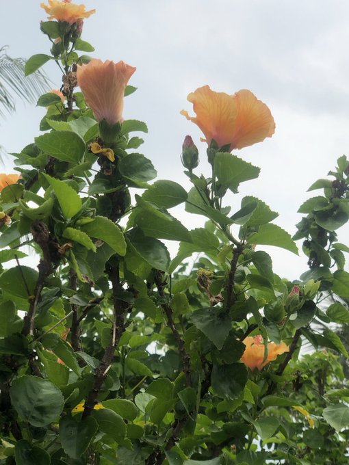 Orange hibiscus flowers bloom against a cloudy sky, with green foliage and a palm frond visible in the background.